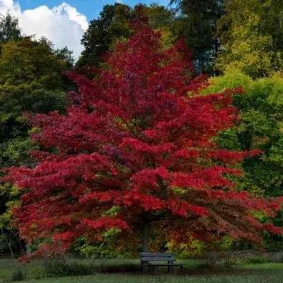 Дуб болотный — описание сорта Дуб болотный в Нижнем Тагиле