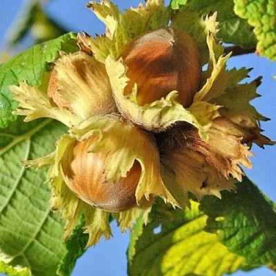 Фундук ТОНДА РОМАНА  Фундук ТОНДА РОМАНА в Нижнем Тагиле