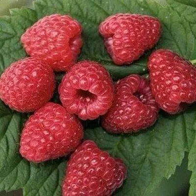 Малина ЗЮГАНА  Малина ЗЮГАНА в Нижнем Тагиле