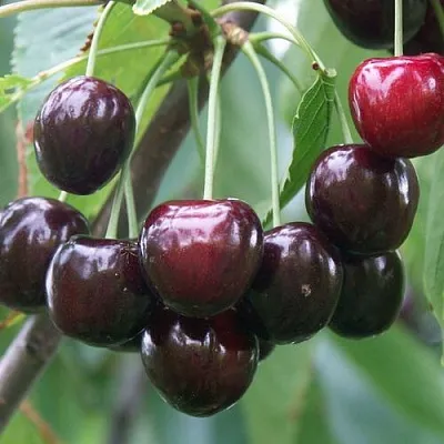 Черешня ЛЮБИМИЦА АСТАХОВА  Черешня ЛЮБИМИЦА АСТАХОВА в Нижнем Тагиле