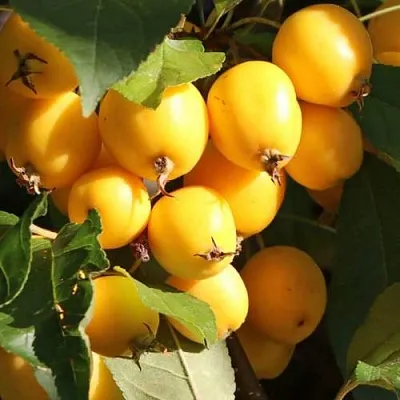 Яблоня ГОЛДЕН ХОРНЕТ декоративная  Яблоня ГОЛДЕН ХОРНЕТ декоративная в Нижнем Тагиле