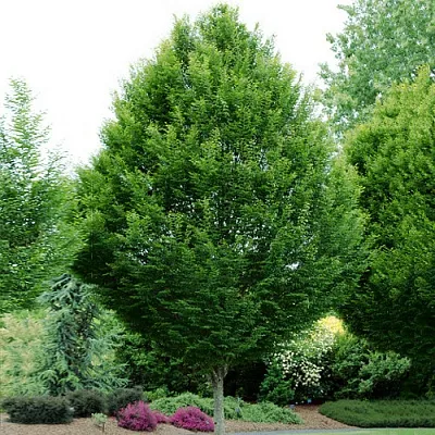 Граб  Граб в Нижнем Тагиле