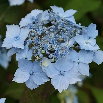 Гортензия БЛЮ ДЕКЛ пильчатая в Нижнем Тагиле