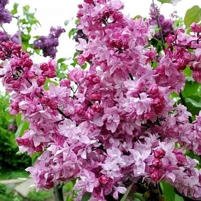 Сирень ОЛИМПИАДА КОЛЕСНИКОВА  Сирень ОЛИМПИАДА КОЛЕСНИКОВА в Нижнем Тагиле