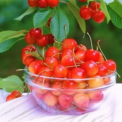 Черешня НАСЛАЖДЕНИЕ  Черешня НАСЛАЖДЕНИЕ в Нижнем Тагиле