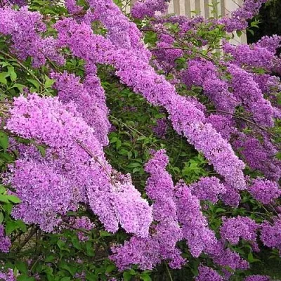 Сирень КИТАЙСКАЯ  Сирень КИТАЙСКАЯ в Нижнем Тагиле