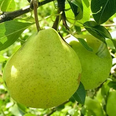 Груша ДАЛИКОР колонновидная  Груша ДАЛИКОР колонновидная в Нижнем Тагиле