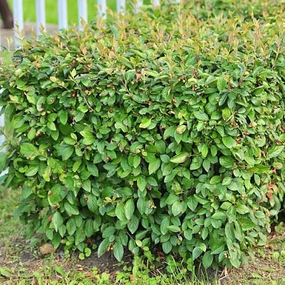 Кизильник блестящий в Нижнем Тагиле