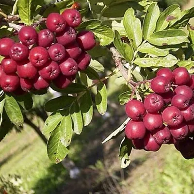 Рябина БУРКА сладкоплодная  Рябина БУРКА сладкоплодная в Нижнем Тагиле