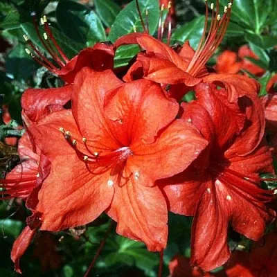 Азалия ДОЛОРОСО листопадная в Нижнем Тагиле