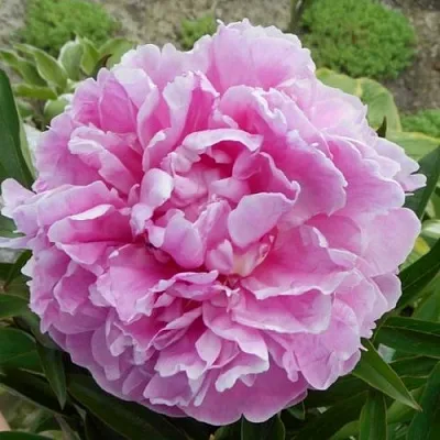 Пион РИМ травянистый  Пион РИМ травянистый в Нижнем Тагиле