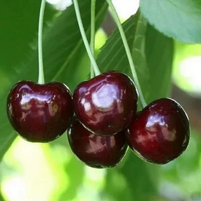 Черешня ЛЕНИНГРАДСКАЯ ЧЁРНАЯ  Черешня ЛЕНИНГРАДСКАЯ ЧЁРНАЯ в Нижнем Тагиле