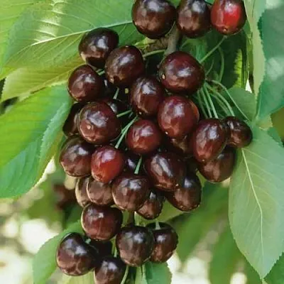 Черешня РЕВНА  Черешня РЕВНА в Нижнем Тагиле