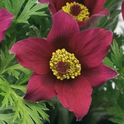 Прострел ПИНВИЛ РЕД ШЕЙДЕС в Нижнем Тагиле