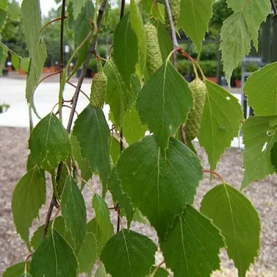 Береза ФАСЦИНЕЙШЕН белая   Береза ФАСЦИНЕЙШЕН белая  в Нижнем Тагиле