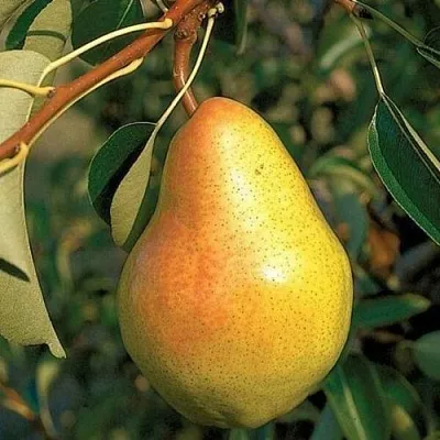 Груша ВЕЛЕСА  Груша ВЕЛЕСА в Нижнем Тагиле