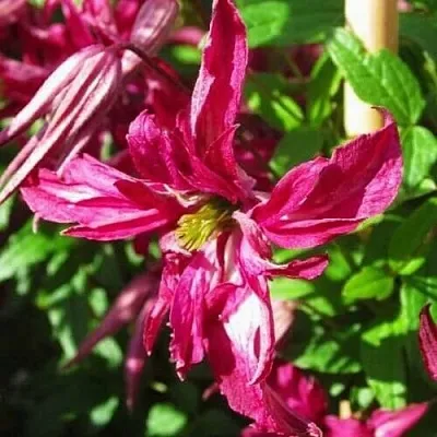 Клематис РОЗАЛИН в Нижнем Тагиле