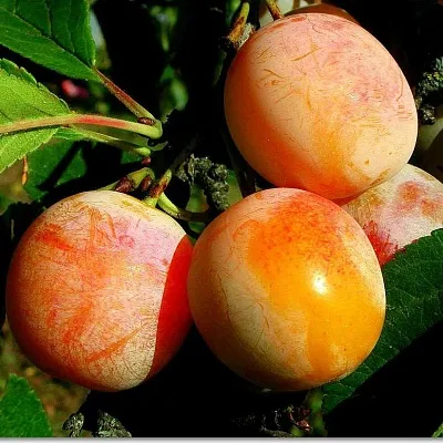 Ранняя  Ранняя в Нижнем Тагиле