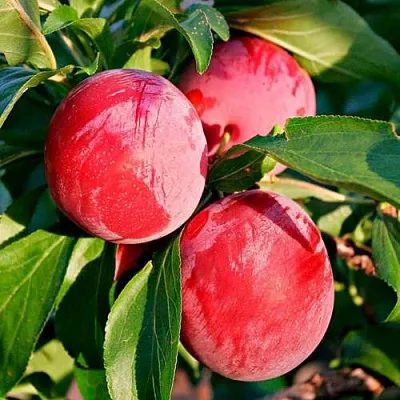 Красная  Красная в Нижнем Тагиле