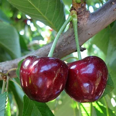 Черешня СЮБАРОВСКАЯ  Черешня СЮБАРОВСКАЯ в Нижнем Тагиле