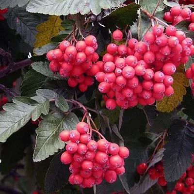 Рябина Боярошниковидная Рябина Боярошниковидная