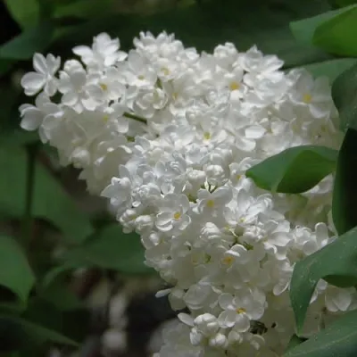 Сирень РУССКИЙ СЕВЕР  Сирень РУССКИЙ СЕВЕР в Нижнем Тагиле