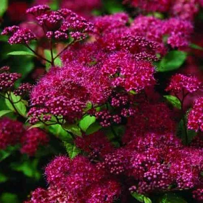 Спирея АНТОНИ ВАТЕРЕР японская  Спирея АНТОНИ ВАТЕРЕР японская в Нижнем Тагиле