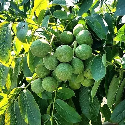 Грецкий орех  ИЗЯЩНЫЙ  Грецкий орех  ИЗЯЩНЫЙ в Нижнем Тагиле