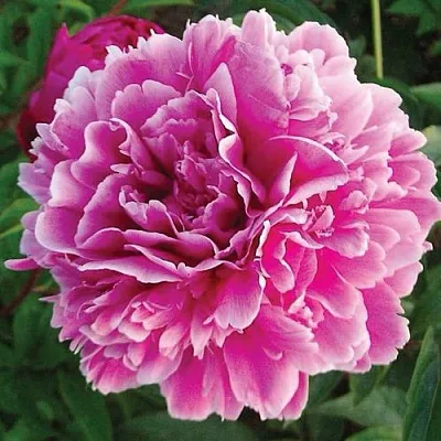 Пион ПУРПУРНАЯ ФЕЕРИЯ травянистый  Пион ПУРПУРНАЯ ФЕЕРИЯ травянистый в Нижнем Тагиле