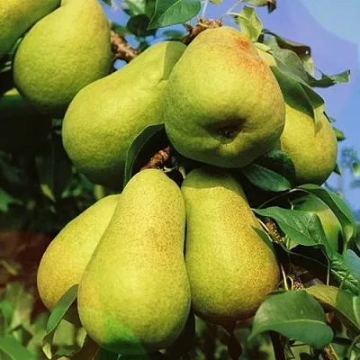 Груша НЕЖНОСТЬ колонновидная	  Груша НЕЖНОСТЬ колонновидная	 в Нижнем Тагиле