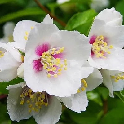 Жасмин БЕЛЬ ЭТУАЛЬ в Нижнем Тагиле