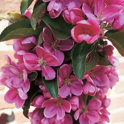 Яблоня ЗЕЛЁНЫЙ БУКЕТ декоративная в Нижнем Тагиле