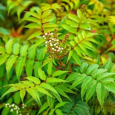 Рябинник в Нижнем Тагиле