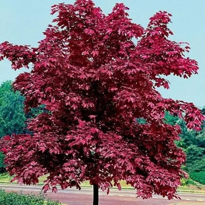 Клен КРИМСОН КИНГ остролистный  Клен КРИМСОН КИНГ остролистный в Нижнем Тагиле