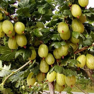 Крыжовник ИНВИКТА в Нижнем Тагиле