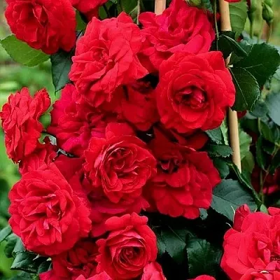 Саженцы роз АМАДЕУС плетистая  Саженцы роз АМАДЕУС плетистая в Нижнем Тагиле