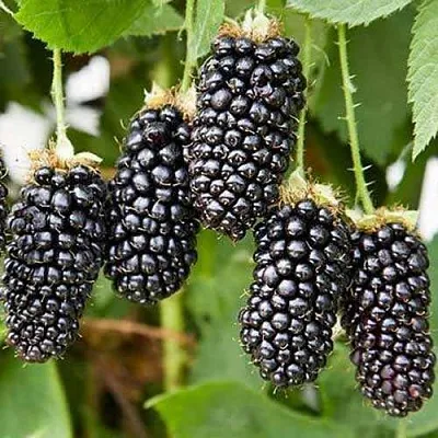 Ежевика КАРАКА БЛЭК в Нижнем Тагиле