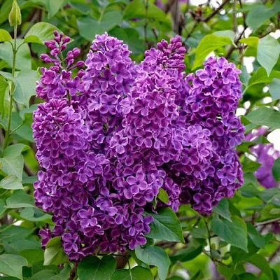 Сирень СУМЕРКИ  Сирень СУМЕРКИ в Нижнем Тагиле