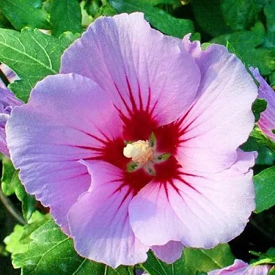 Гибискус ПИНК ФЛИРТ сирийский в Нижнем Тагиле