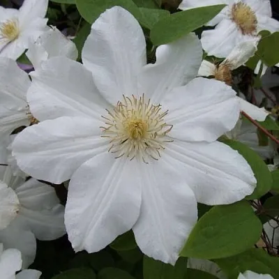 Клематис в Нижнем Тагиле