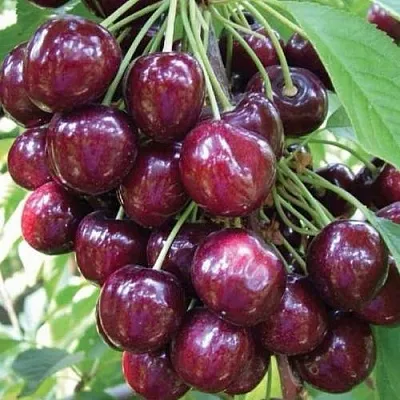 Черешня СЭМ колонновидная  Черешня СЭМ колонновидная в Нижнем Тагиле