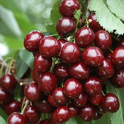 Черешня СИЛЬВИЯ колоновидная  Черешня СИЛЬВИЯ колоновидная в Нижнем Тагиле