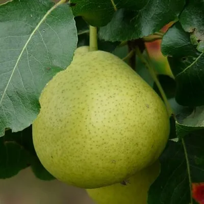 Груша САНРЕМО колонновидная  Груша САНРЕМО колонновидная в Нижнем Тагиле