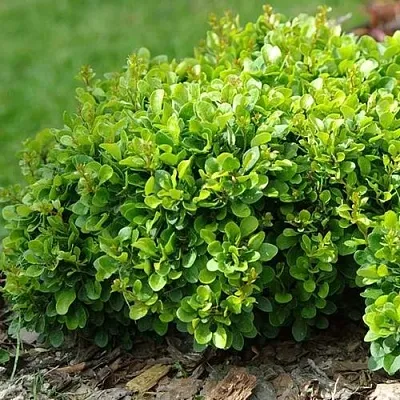 Барбарис КОБОЛЬД тунберга в Нижнем Тагиле