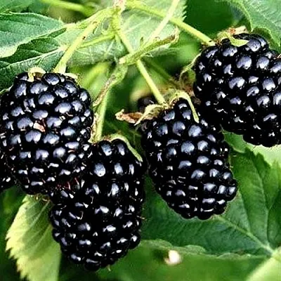 Ежевика ПРАЙМ АРК ТРЕВЕЛЕР ремонтантная в Нижнем Тагиле