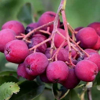 Рябина ДЕСЕРТНАЯ МИЧУРИНА сладкоплодная  Рябина ДЕСЕРТНАЯ МИЧУРИНА сладкоплодная в Нижнем Тагиле