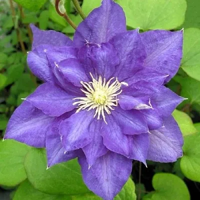 Клематис БЬЮТИ ОФ ВОЧЕСТЕР в Нижнем Тагиле