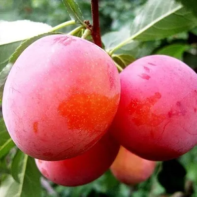 Слива КОМЕТА  Слива КОМЕТА в Нижнем Тагиле