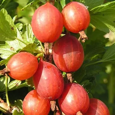 Крыжовник МАШЕКА в Нижнем Тагиле