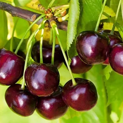 Черешня ИПУТЬ  Черешня ИПУТЬ в Нижнем Тагиле